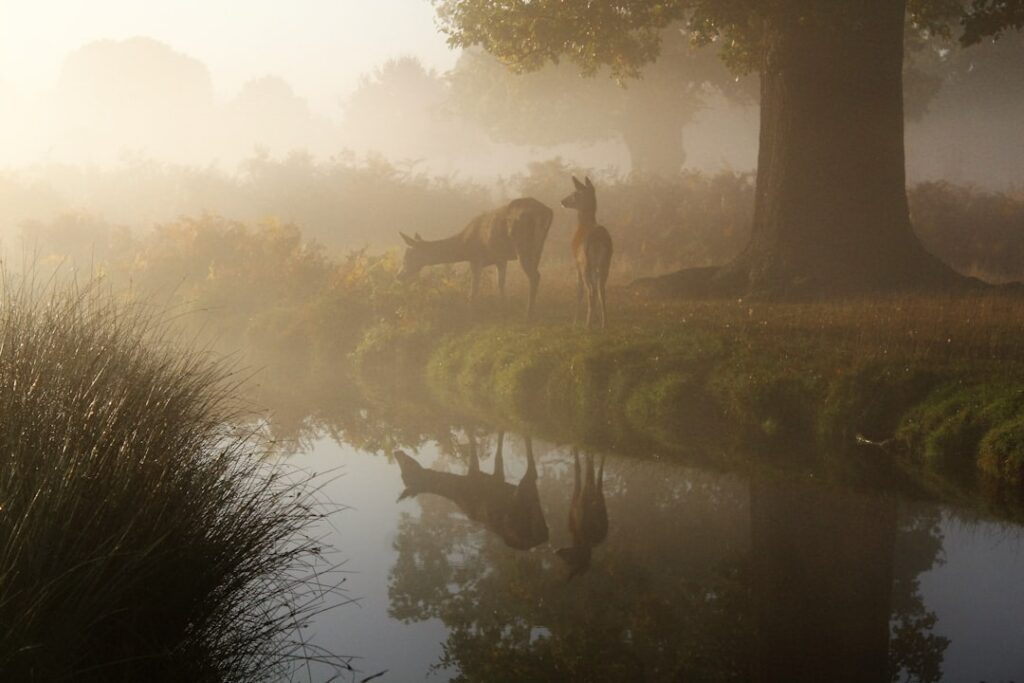 Photo deer, shot placement