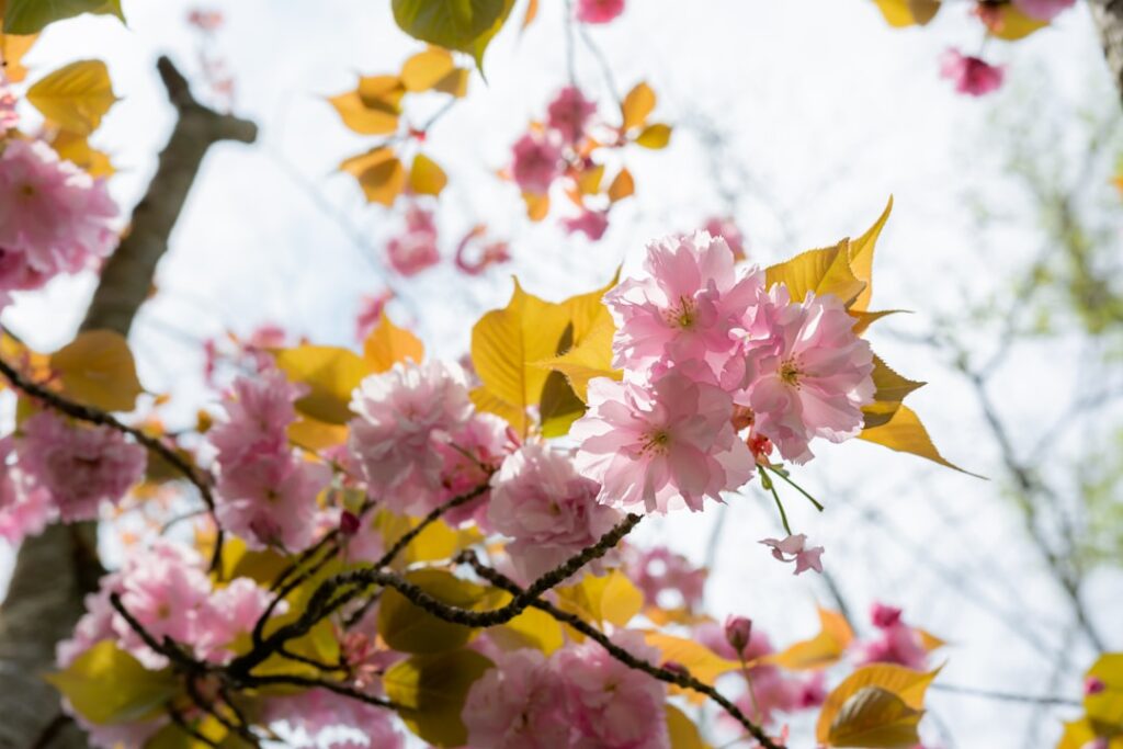 Crape Myrtle Tree: A Colorful Addition to Your Landscape