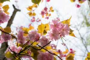 Photo Flowering tree